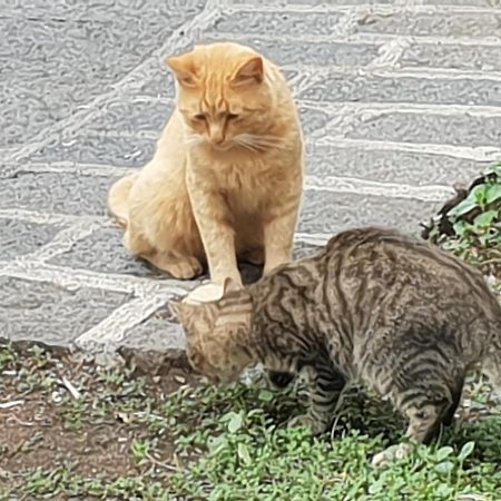 Alle Pendici Dell'Etna Ragalna Ngoại thất bức ảnh