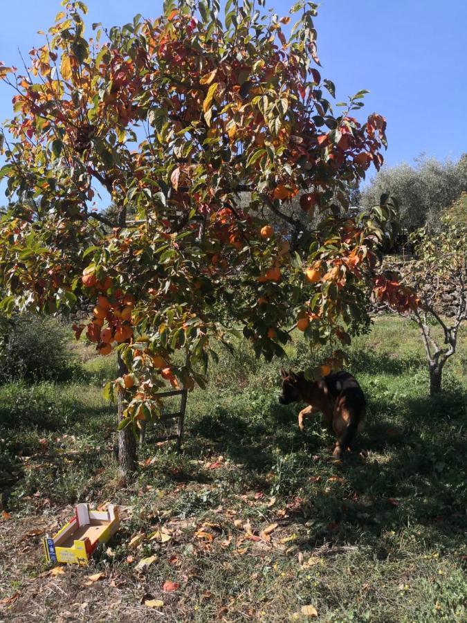 Alle Pendici Dell'Etna Ragalna Ngoại thất bức ảnh
