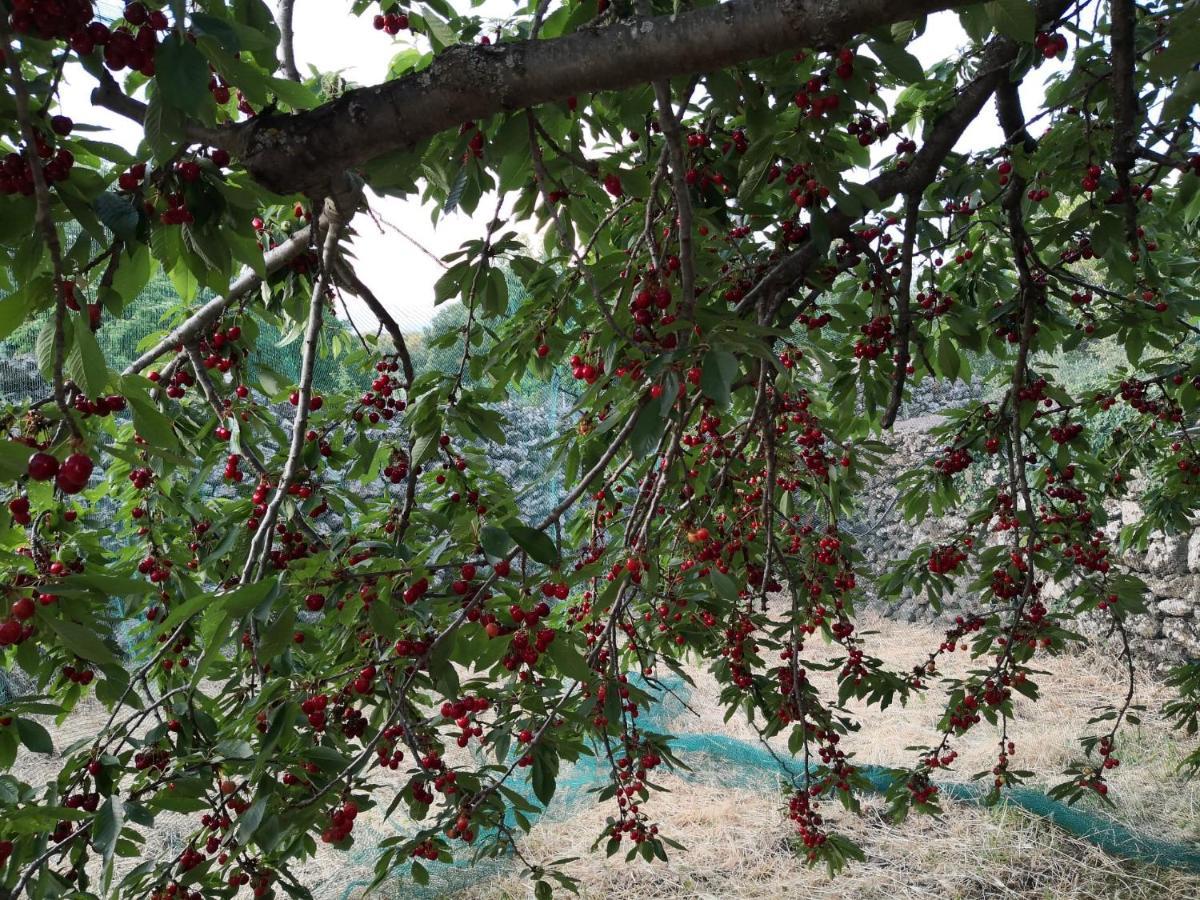 Alle Pendici Dell'Etna Ragalna Ngoại thất bức ảnh