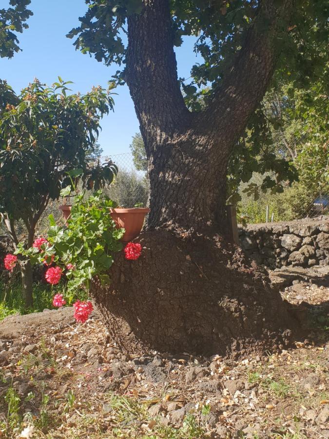 Alle Pendici Dell'Etna Ragalna Ngoại thất bức ảnh